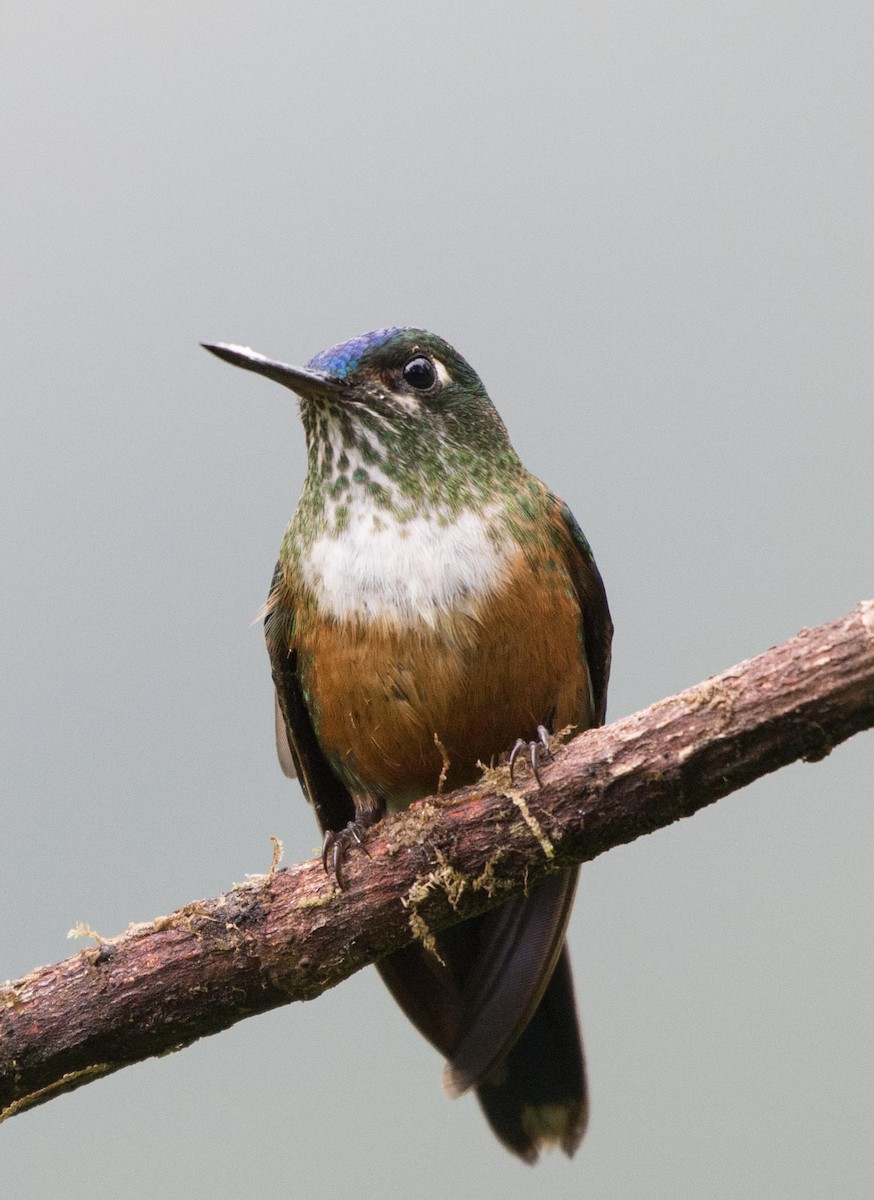 Violet-tailed Sylph - ML217285321