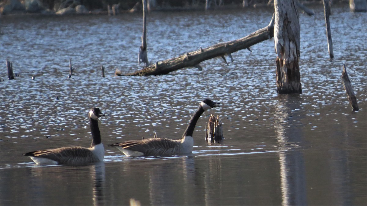 eBird Checklist - 22 Mar 2020 - High Ridge WMA - 36 species