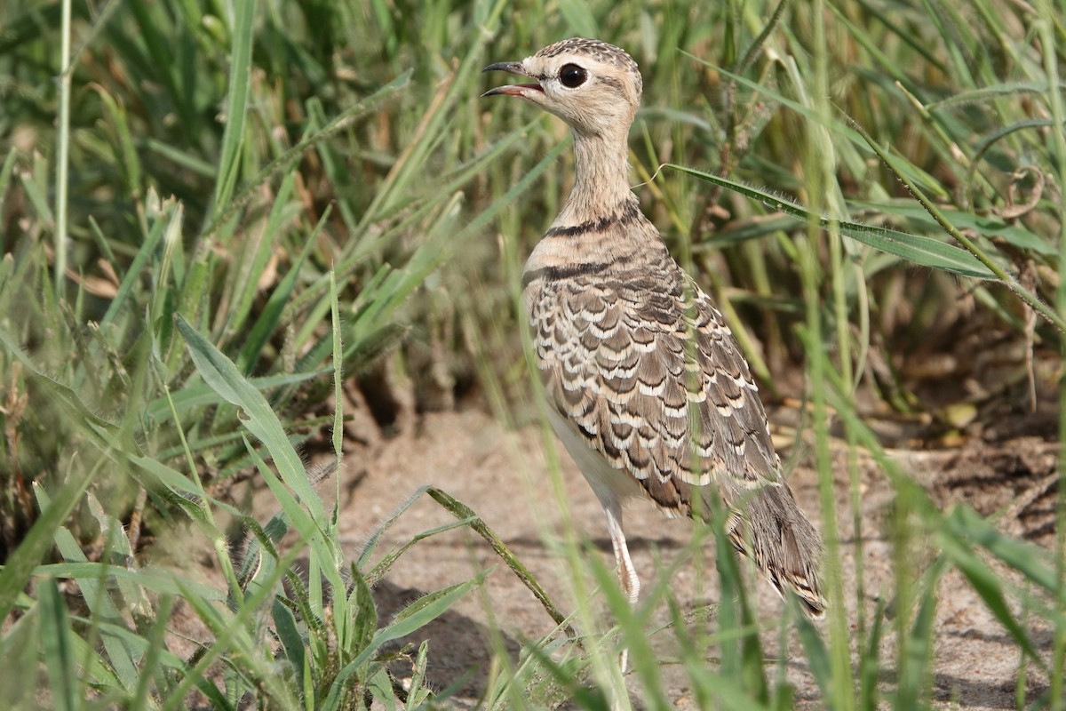 Double-banded Courser - ML217287211