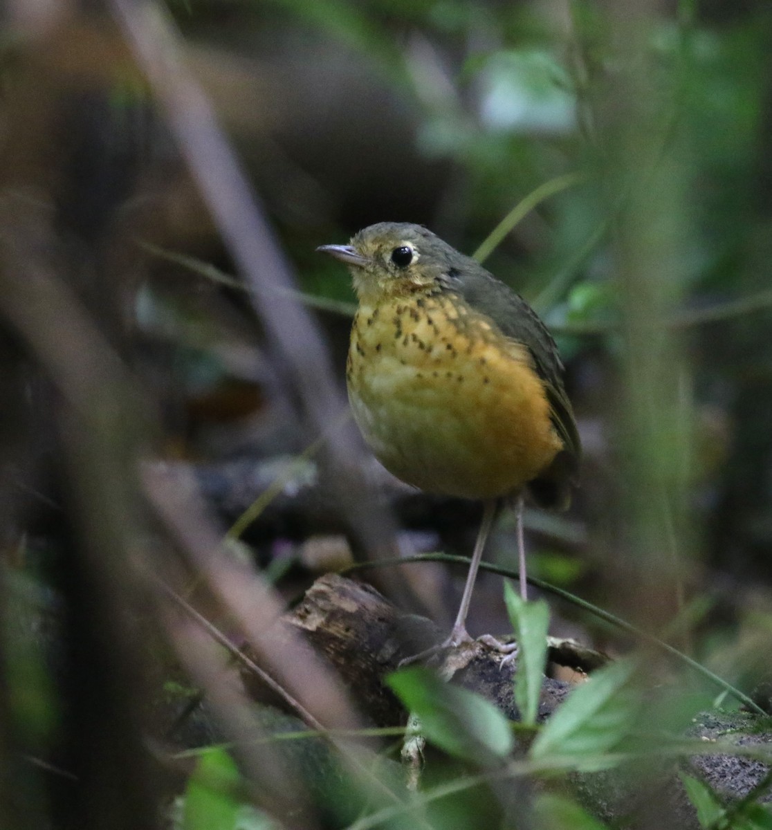Speckle-breasted Antpitta - ML217289901