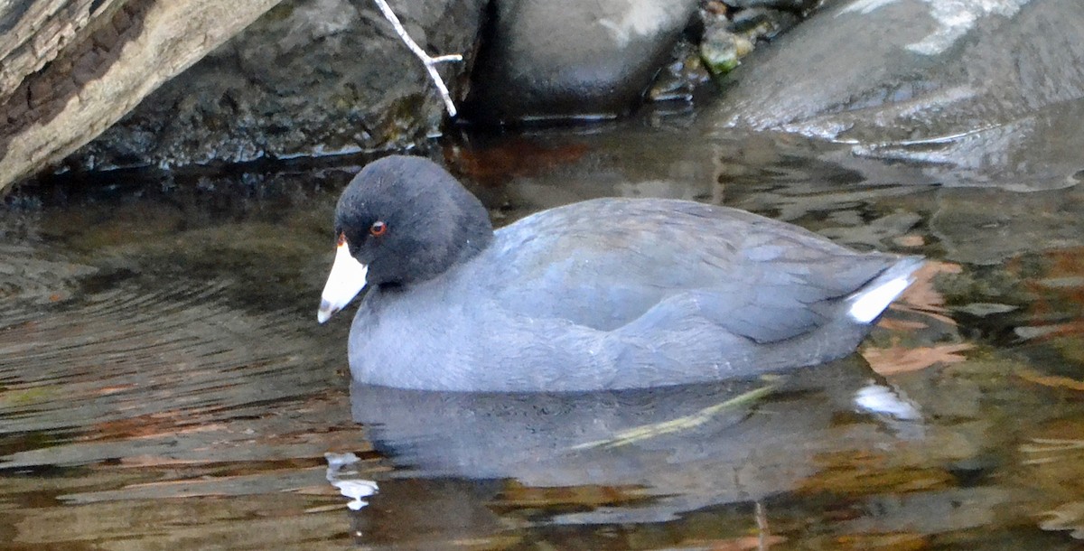 American Coot (Red-shielded) - ML21729511