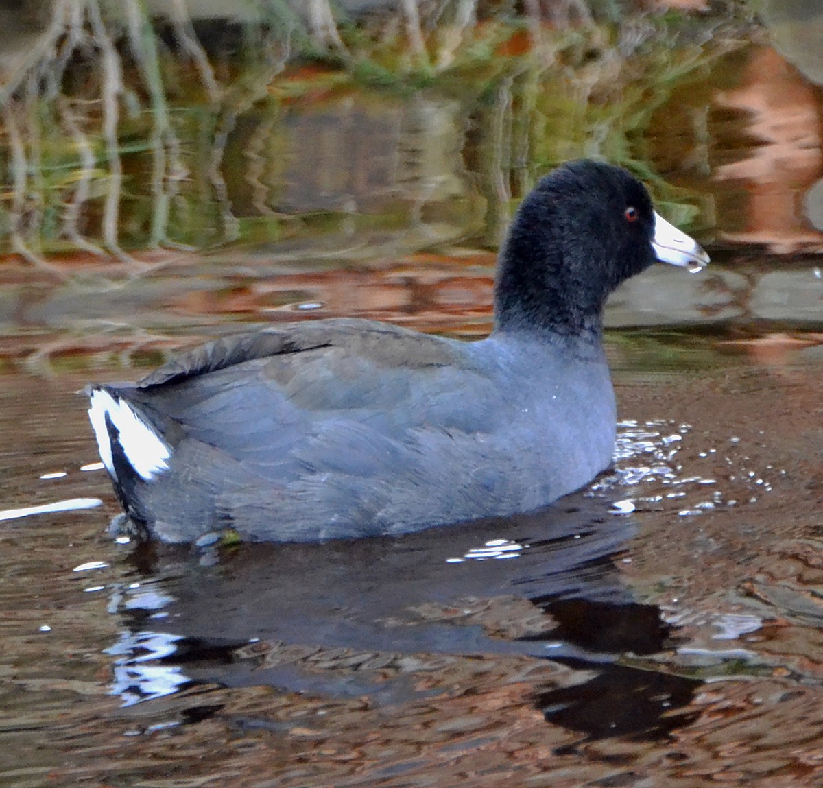 American Coot (Red-shielded) - ML21729521