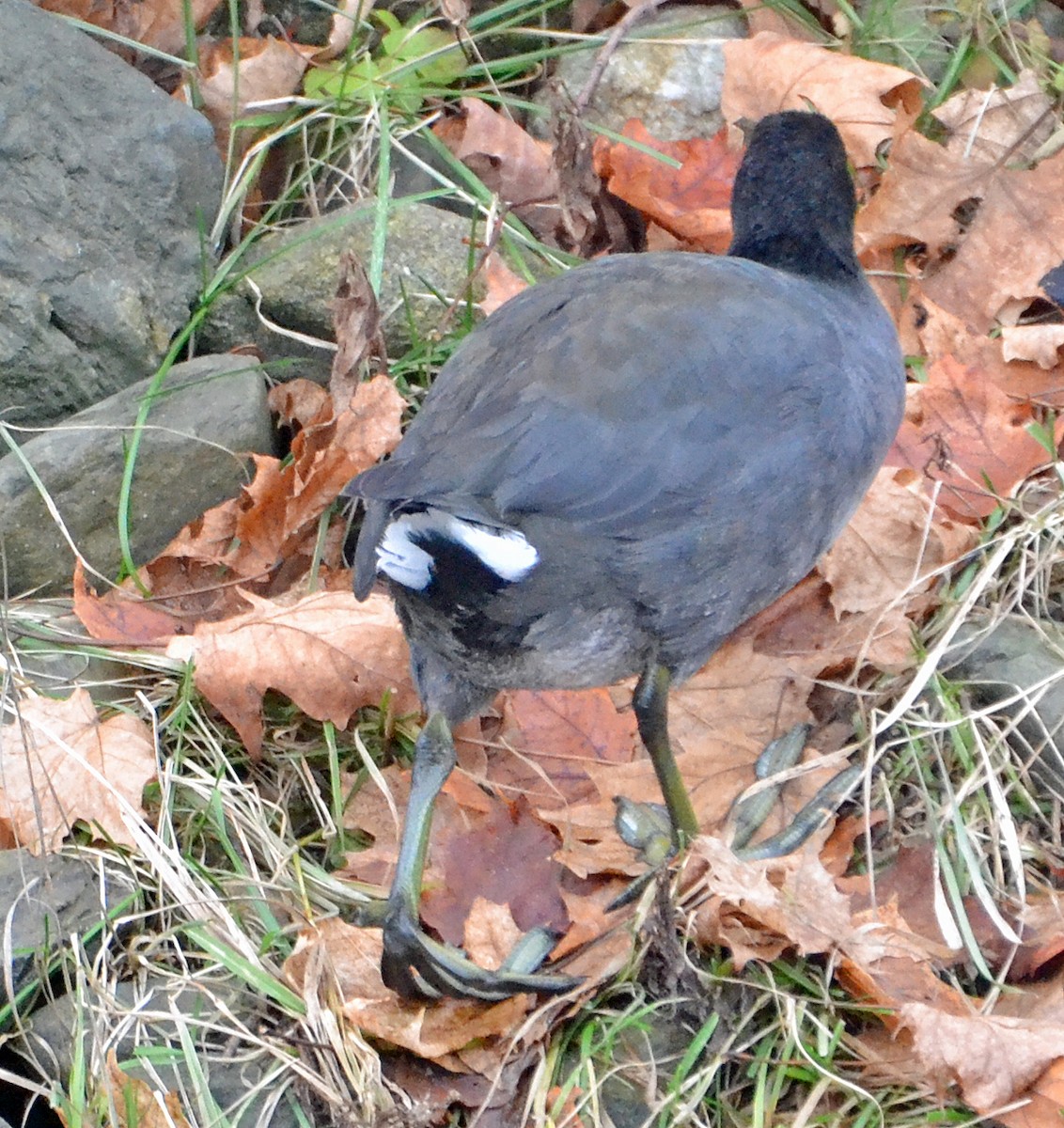 American Coot (Red-shielded) - ML21729531