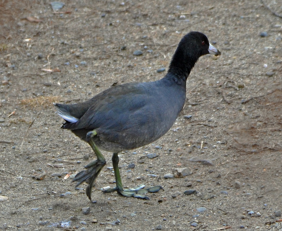 American Coot (Red-shielded) - ML21729541