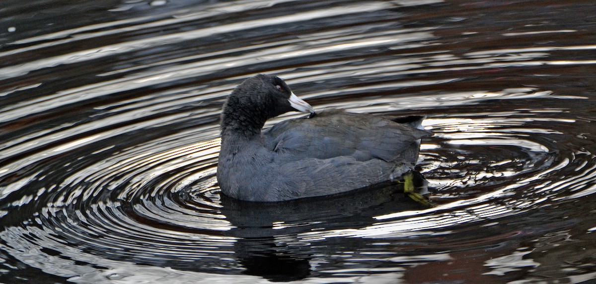 American Coot (Red-shielded) - ML21729611