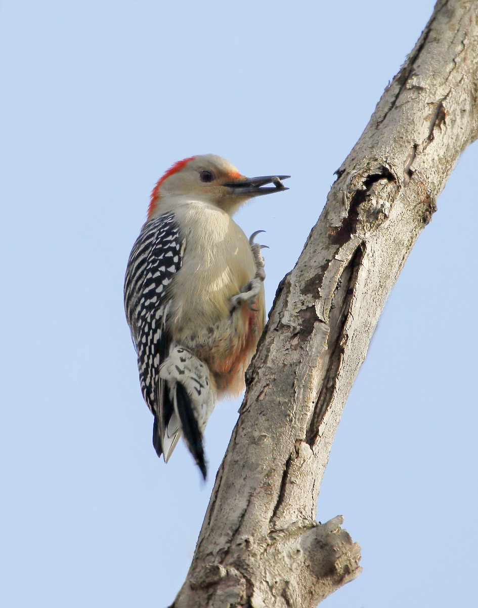 Red-bellied Woodpecker - Janet Heintz