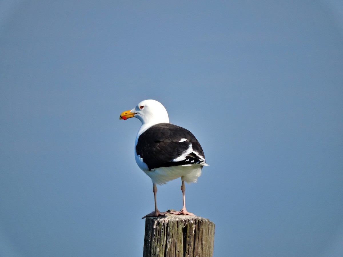 Great Black-backed Gull - Donna Ortuso