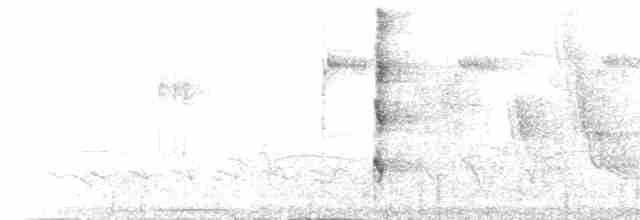 gulbuktykknebb (aureoventris) - ML217303