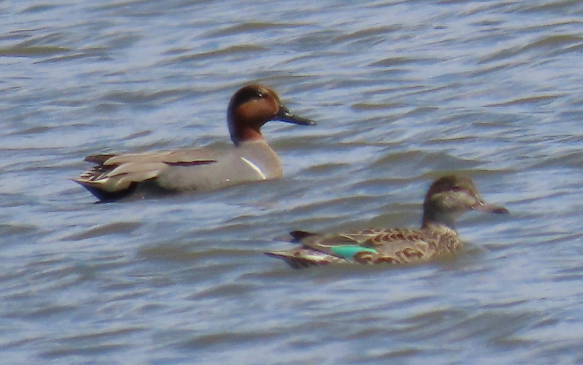 Green-winged Teal - ML217306901