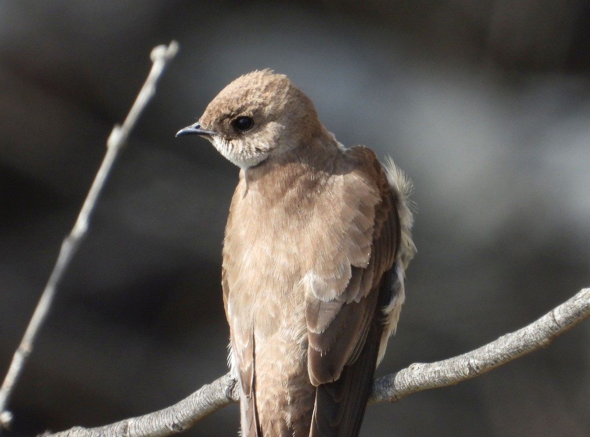 Northern Rough-winged Swallow - ML217308431