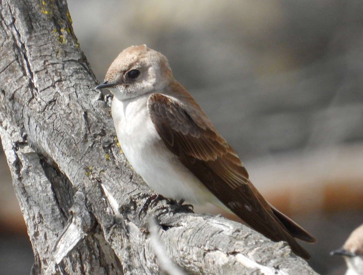 Northern Rough-winged Swallow - ML217309381