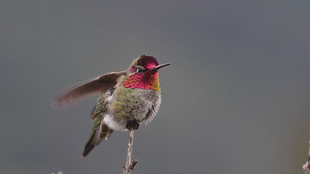  - Anna's Hummingbird