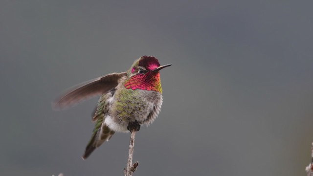 Anna's Hummingbird - ML217311191