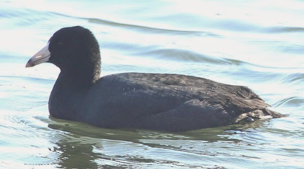 American Coot (Red-shielded) - ML21732041