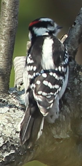 Downy Woodpecker - ML21732101