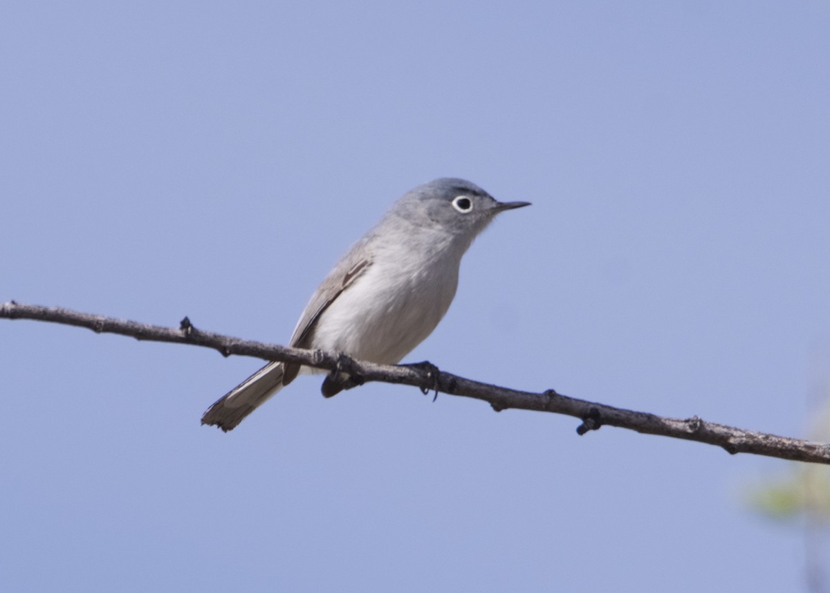 Blue-gray Gnatcatcher - Kanayo Rolle