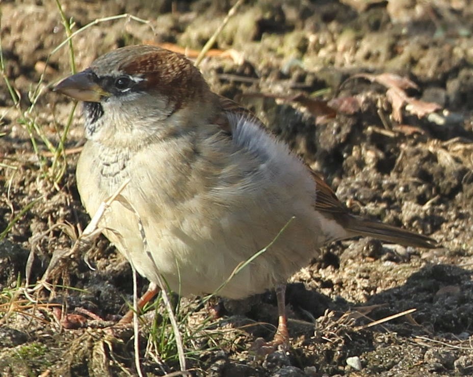 House Sparrow - sicloot
