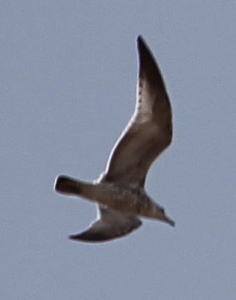 Herring Gull - sicloot