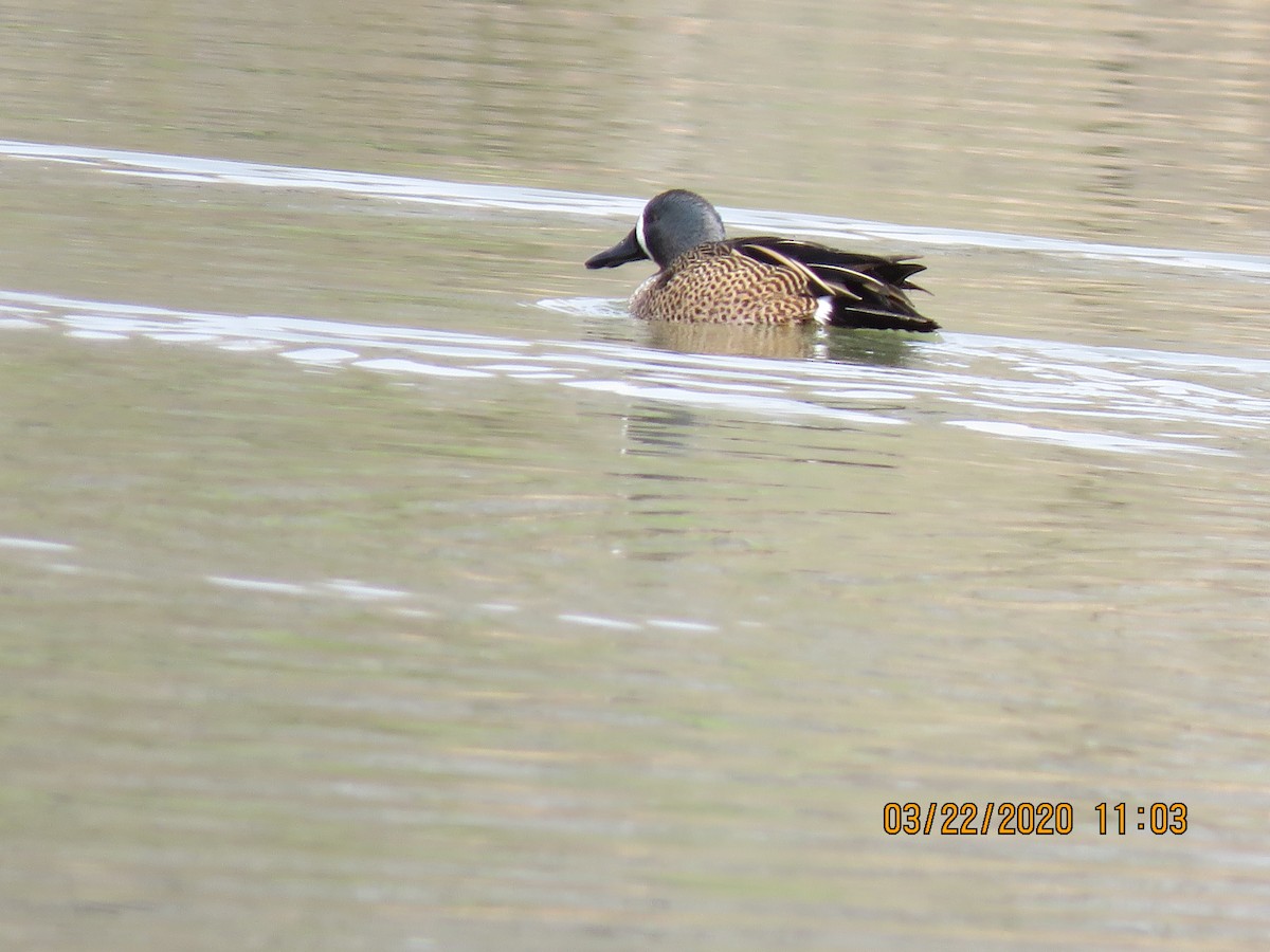 Blue-winged Teal - ML217325311
