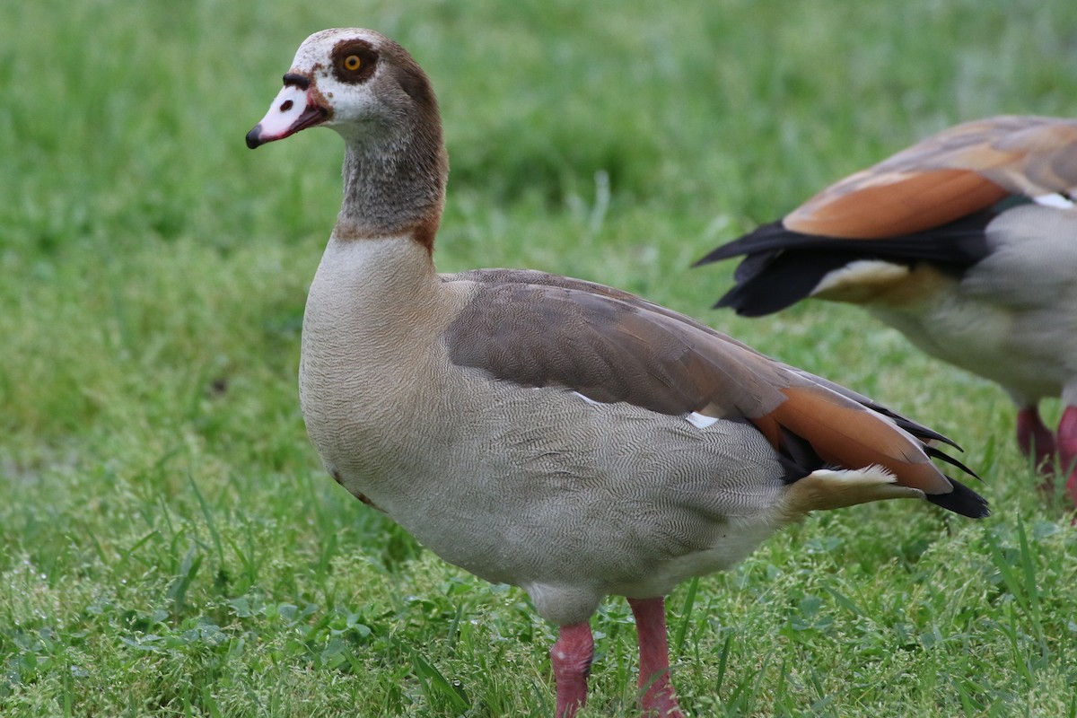 Egyptian Goose - Don Brode