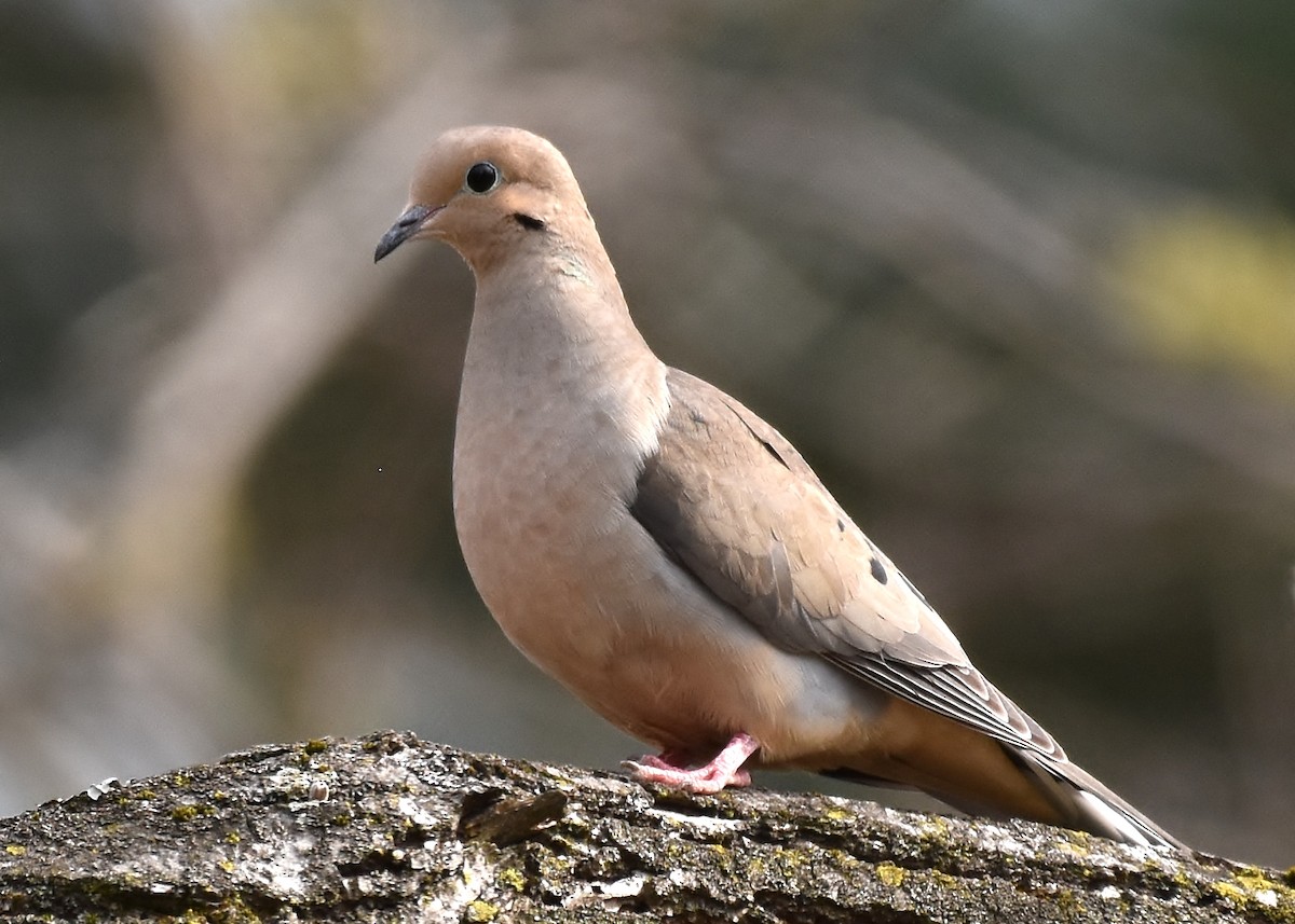 Mourning Dove - Don Carbaugh