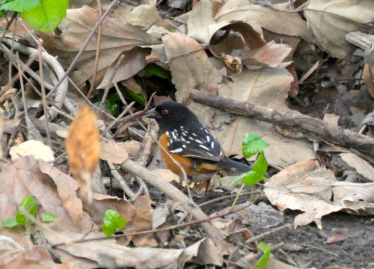 Spotted Towhee - ML217328091
