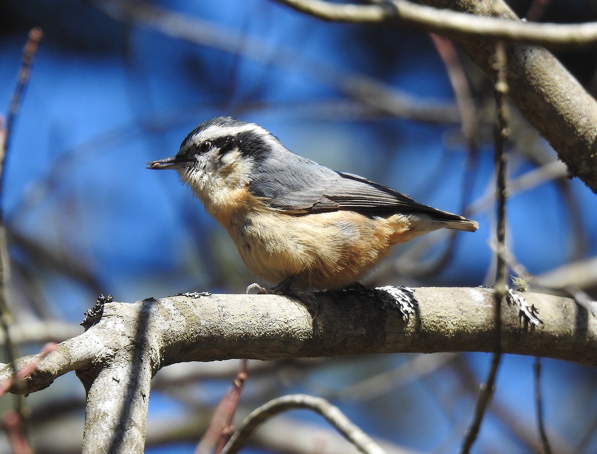 Red-breasted Nuthatch - Glenn Hodgkins