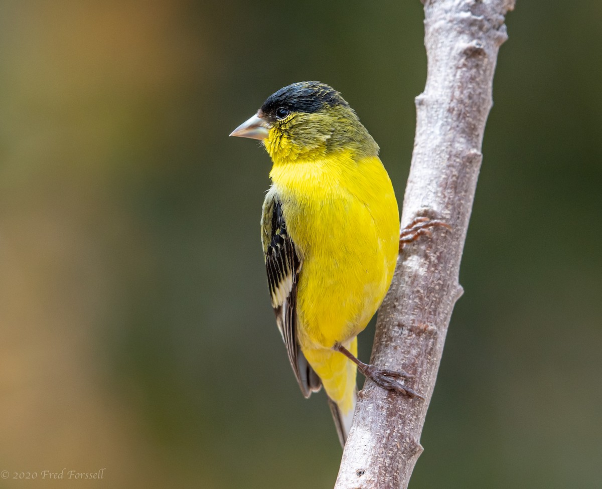 Lesser Goldfinch - Fred Forssell