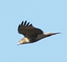 Red-tailed Hawk - ML21733161