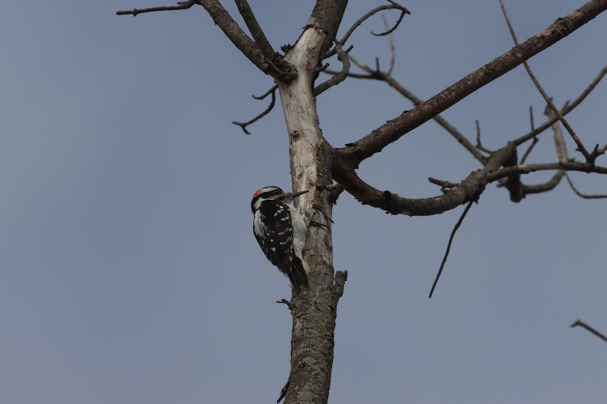 Hairy Woodpecker (Eastern) - ML217331621