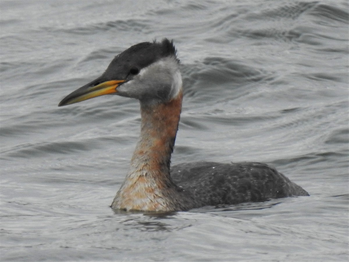 Red-necked Grebe - Amy Boggan