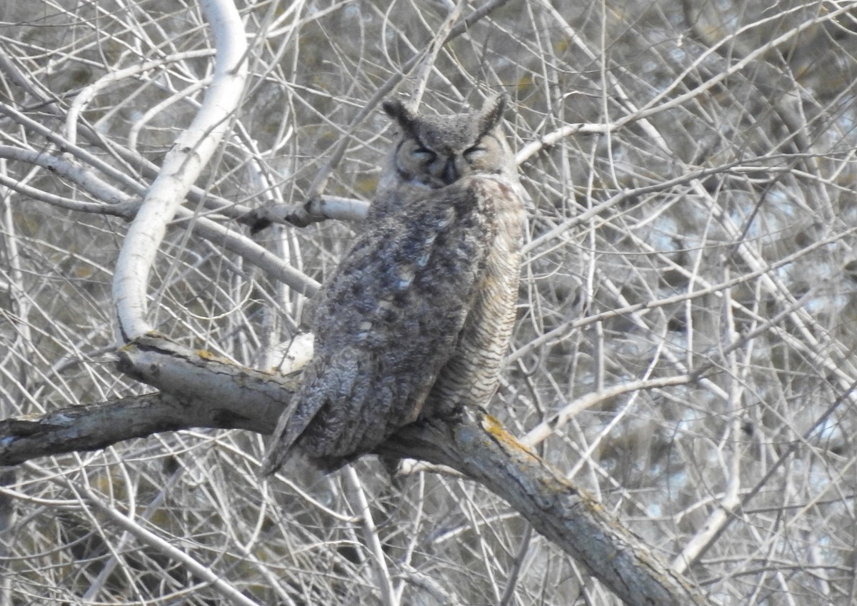 Great Horned Owl - ML217337701