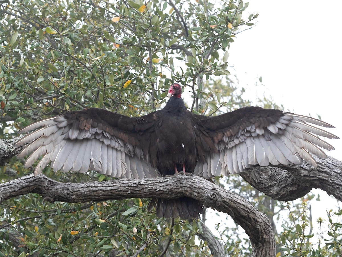 Turkey Vulture - ML217337931