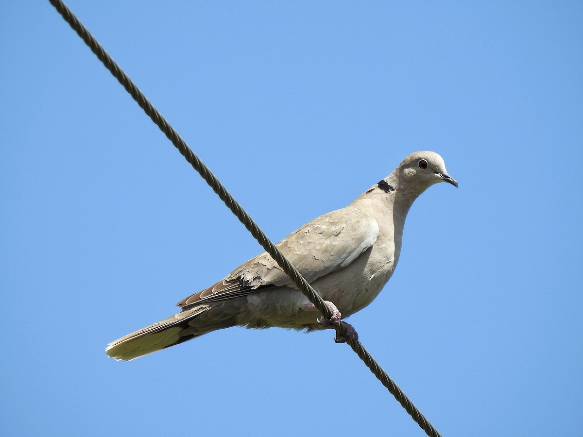 Eurasian Collared-Dove - ML217338141