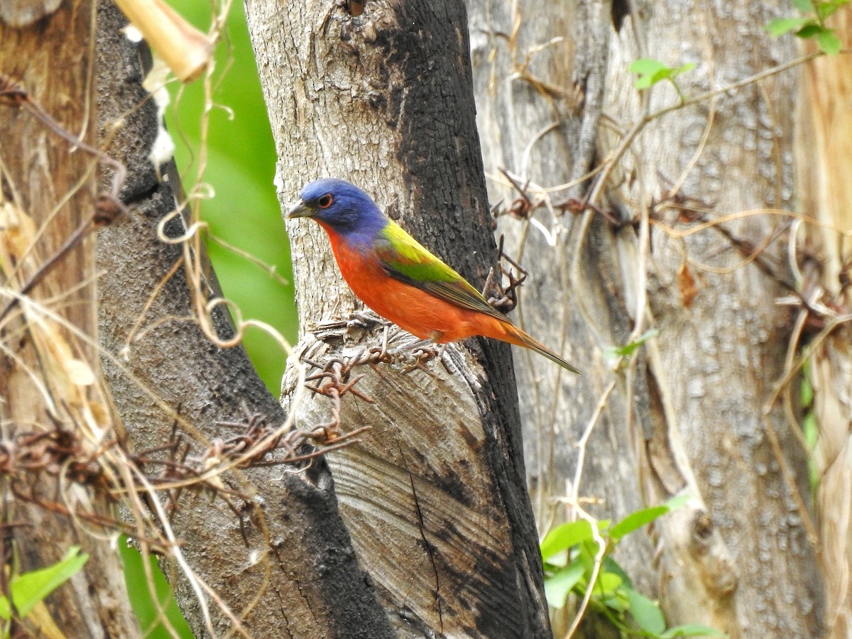 Painted Bunting - ML217339481