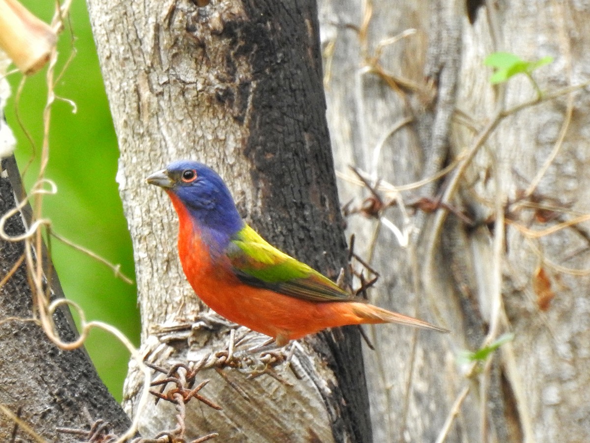 Painted Bunting - ML217339501