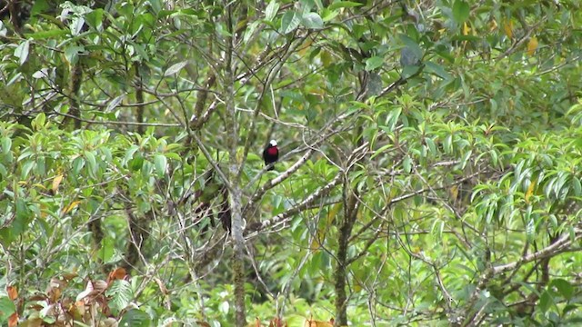 White-capped Tanager - ML217342591