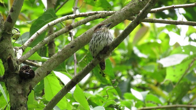 Lanceolated Monklet - ML217343441
