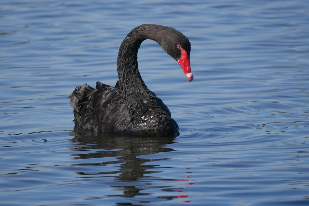 Black Swan - Jenny Stiles
