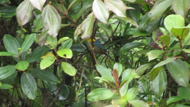 Yellow-throated Tanager - ML217346791