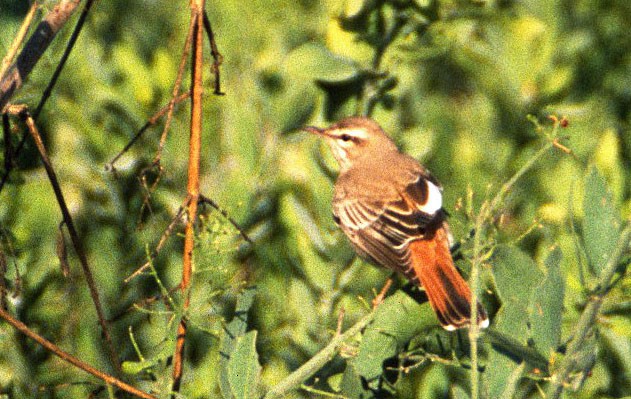 Rufous-tailed Scrub-Robin (Rufous-tailed) - Don Roberson