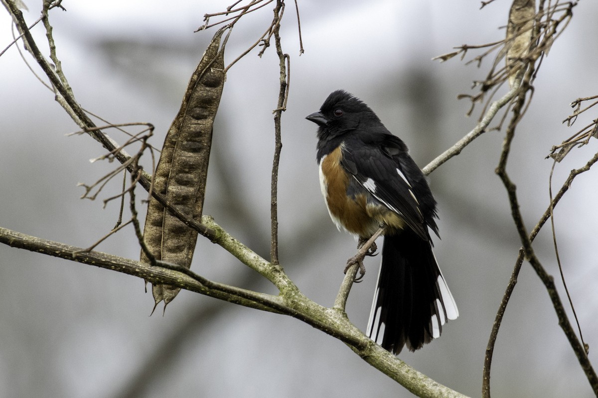 Eastern Towhee - Colin Sumrall