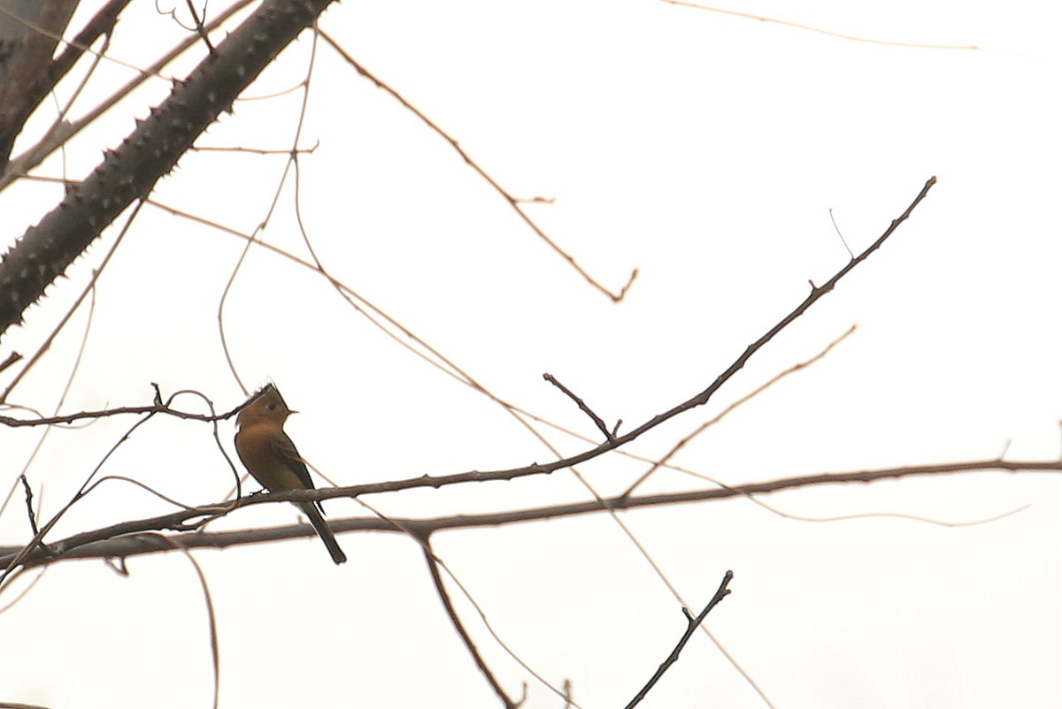 Tufted Flycatcher (Mexican) - ML21735401