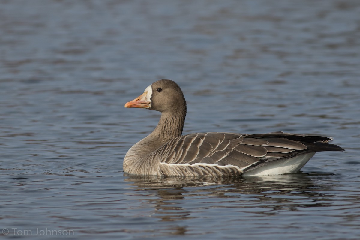 Greater White-fronted Goose - Tom Johnson