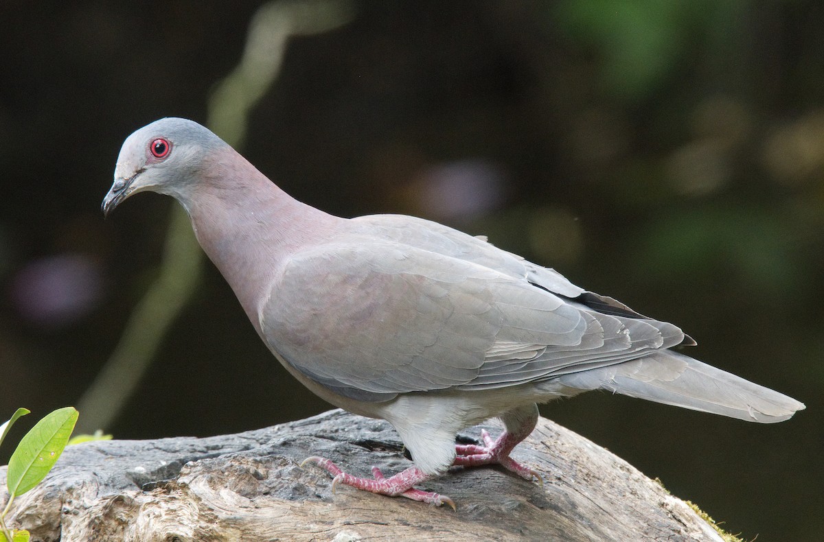Pale-vented Pigeon - ML217359021