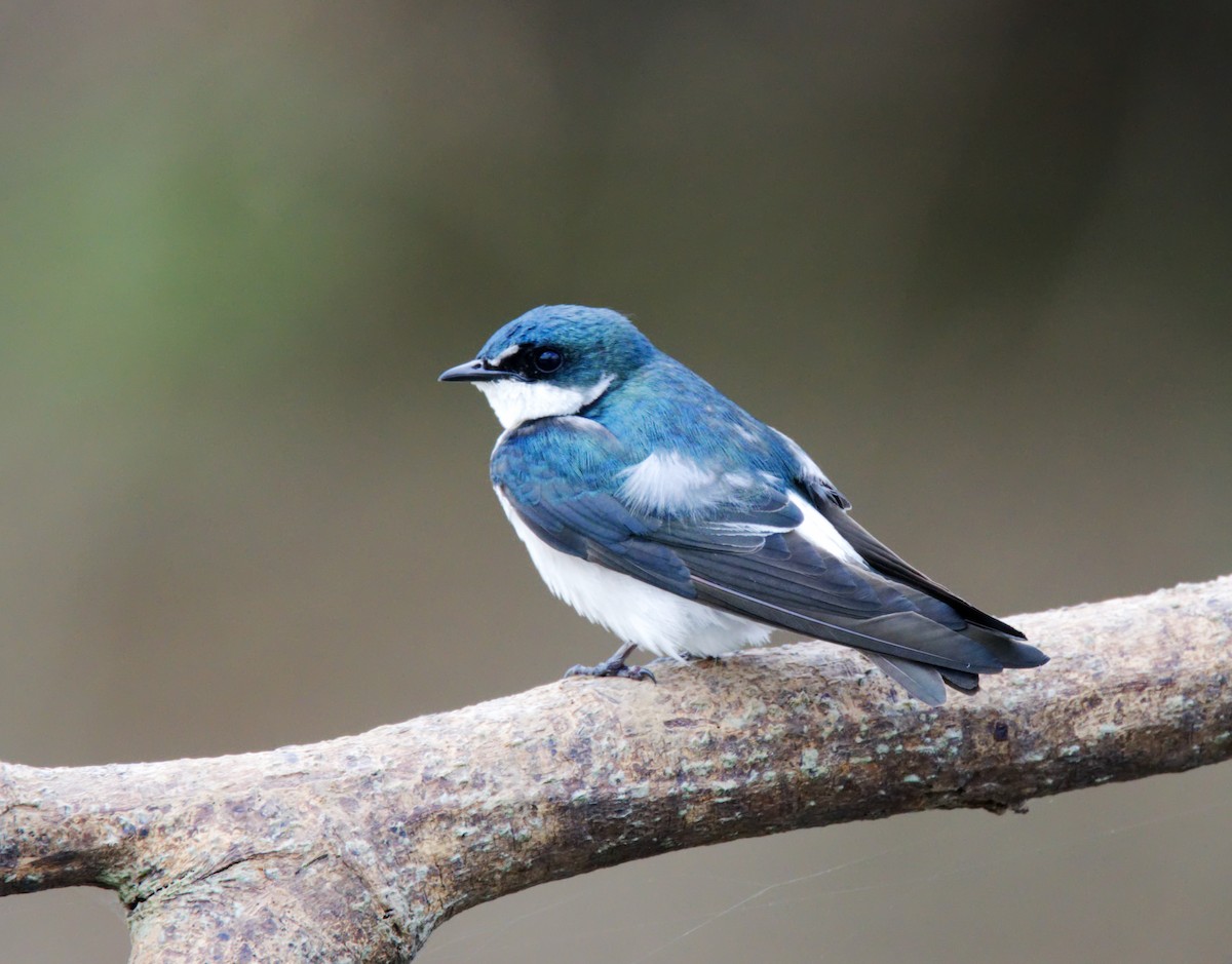 Mangrove Swallow - Forrest Rowland