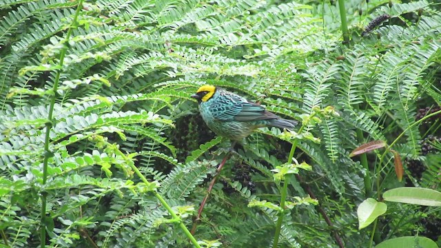 Saffron-crowned Tanager - ML217359821