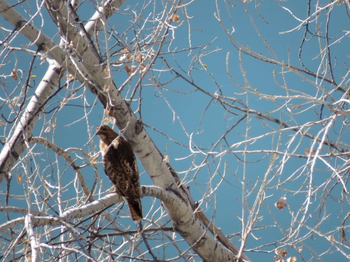 Red-tailed Hawk - ML217361241