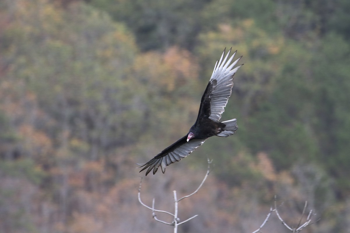 Turkey Vulture - John van Dort