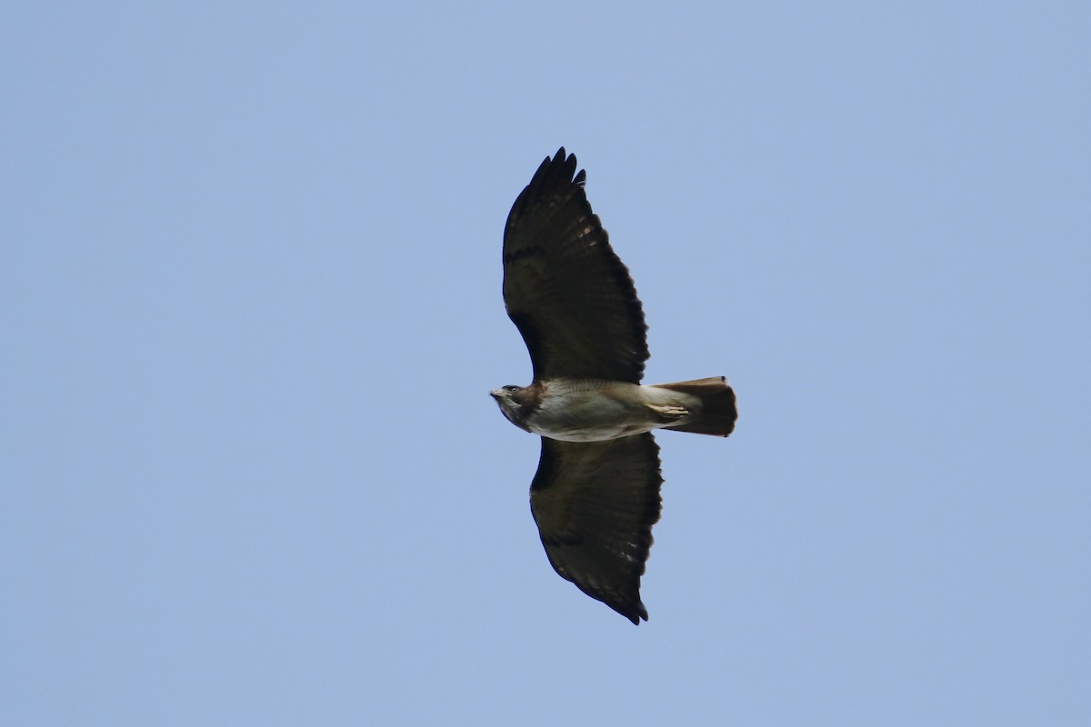Red-tailed Hawk (kemsiesi/hadropus) - ML217365041